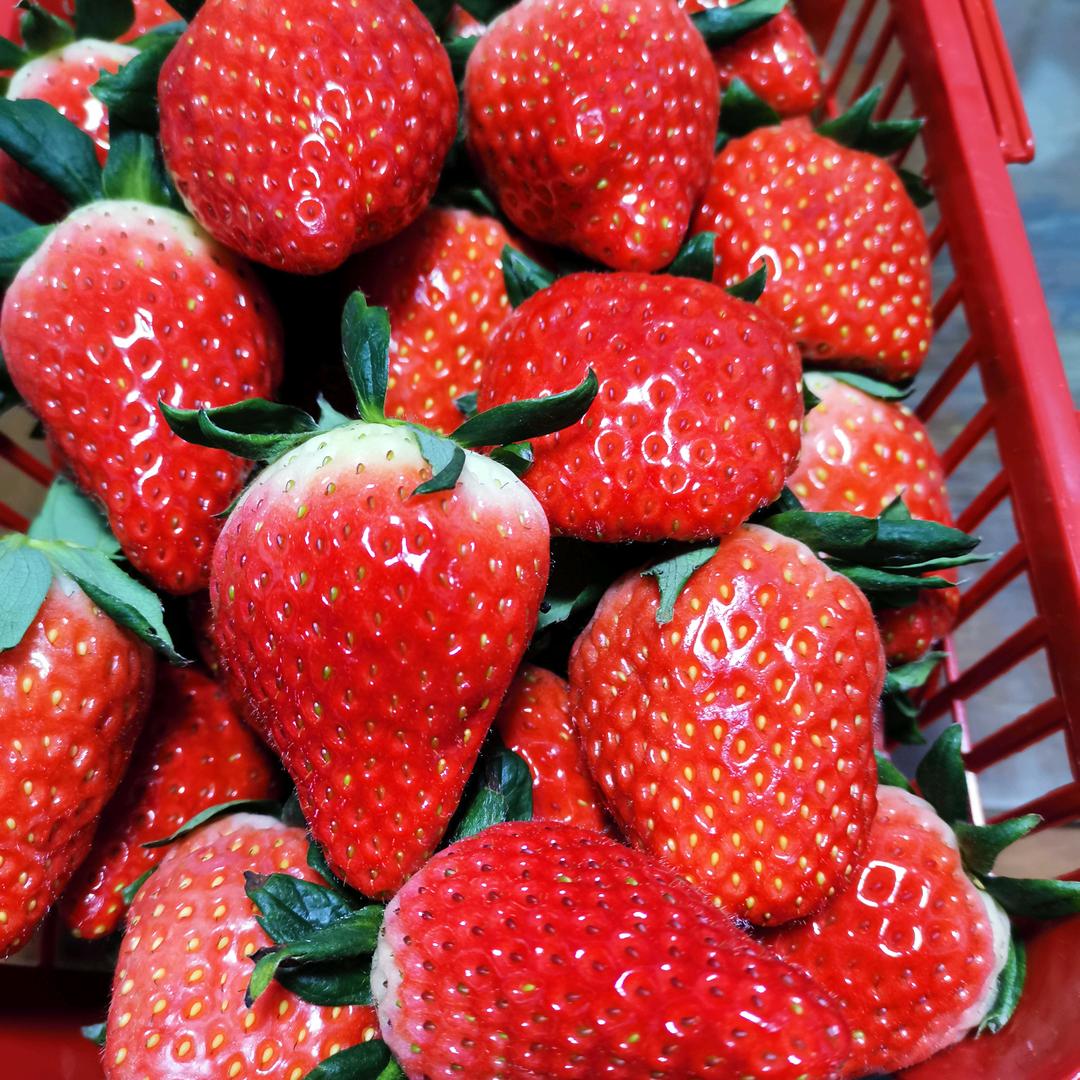 张大姐草莓采摘园🍓