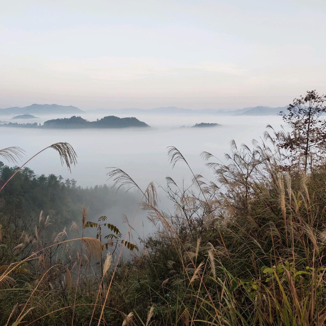 茶花种植园花卉