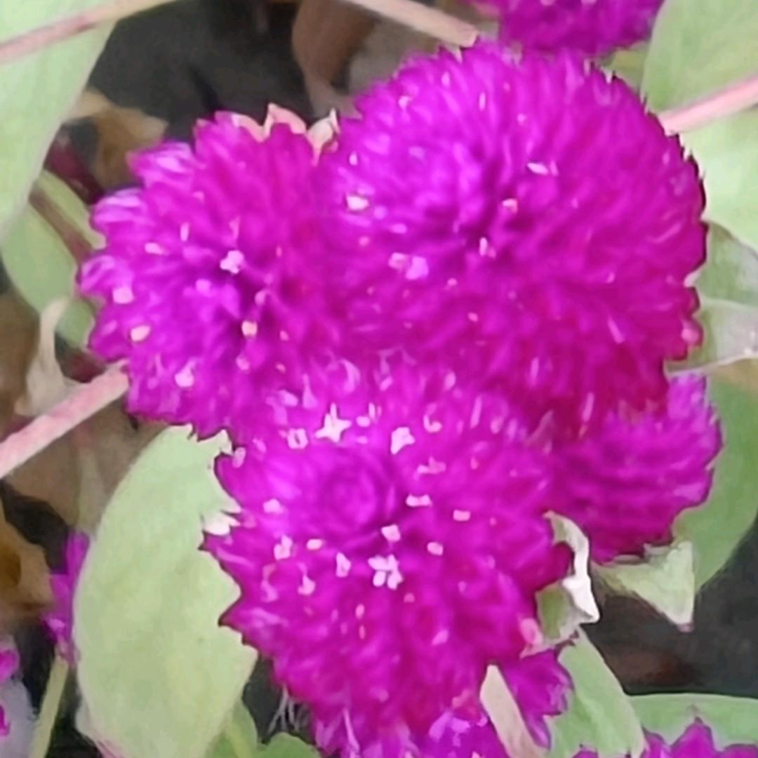 🍀🍎带刺💎的💎玫瑰💖🍀