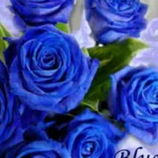 蓝色的玫瑰