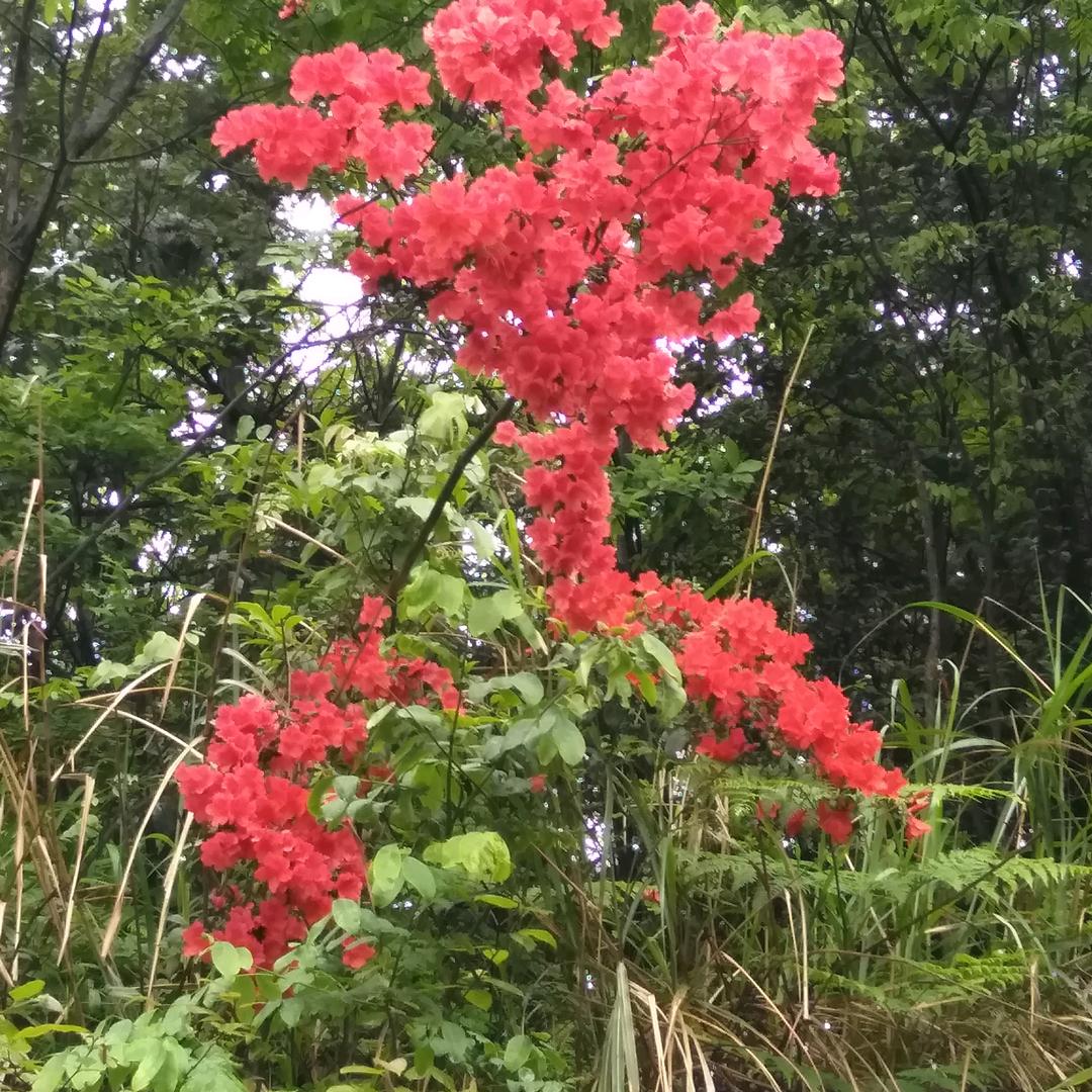 万山