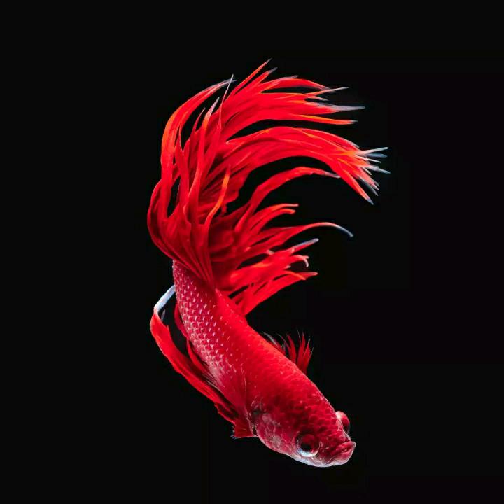 上弓