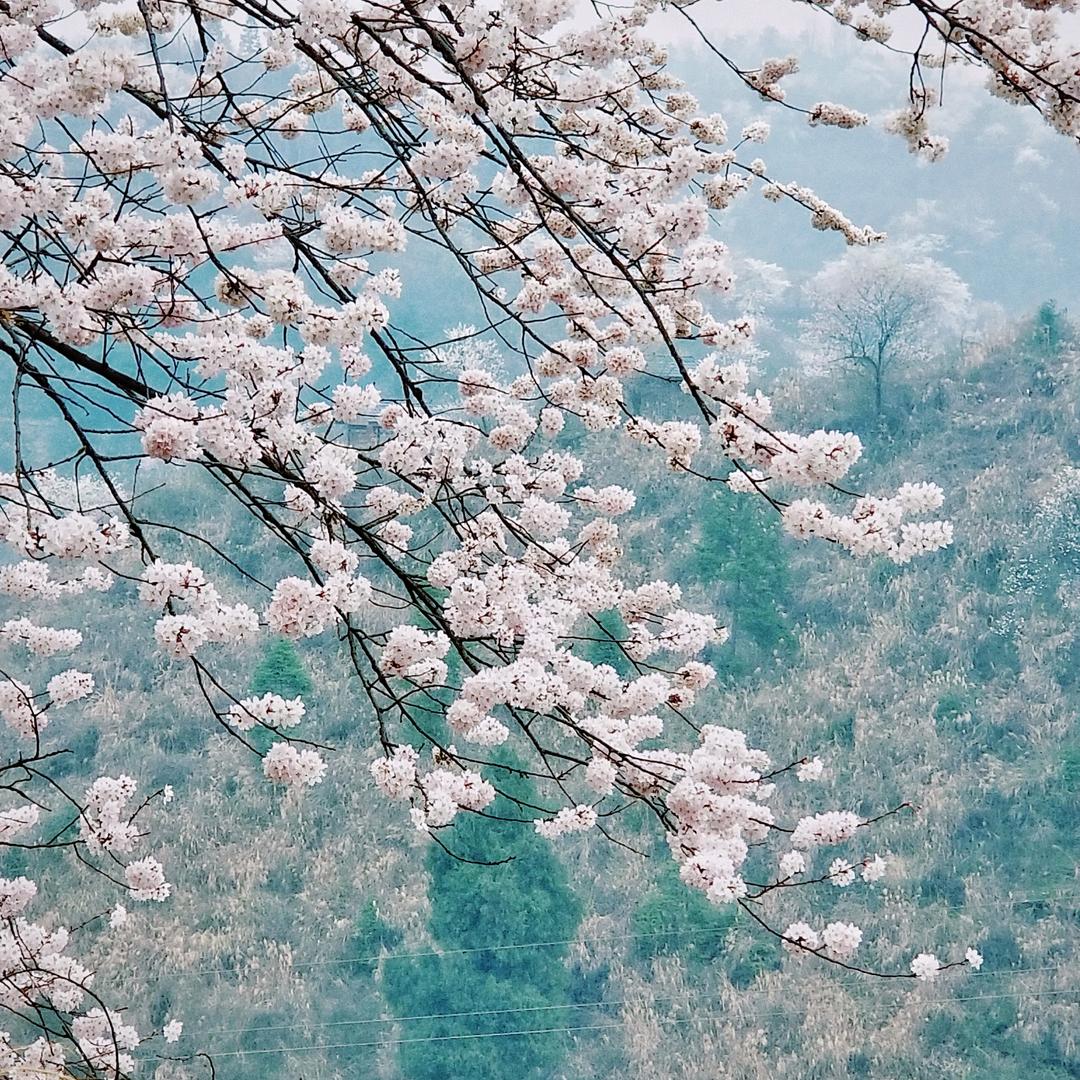 四季花镇云场坪