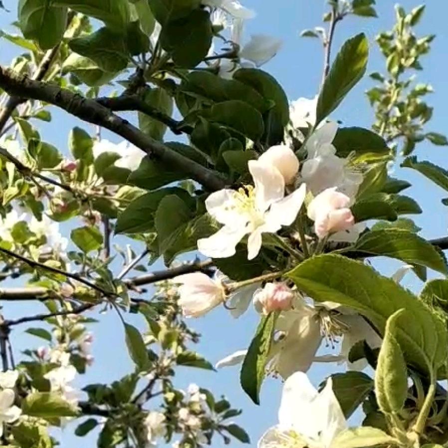 韩淑梅