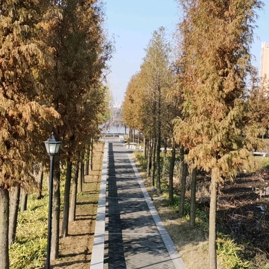 大枫吹