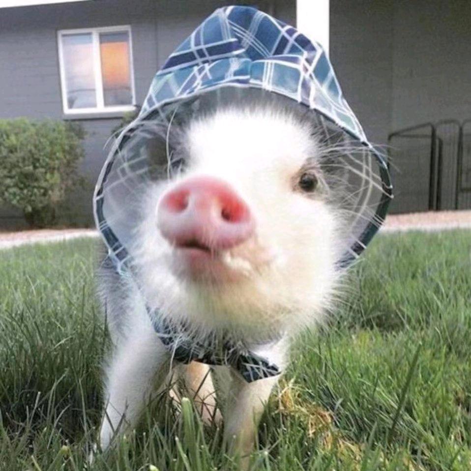 💕  爱宠姑娘的孙小少  💕