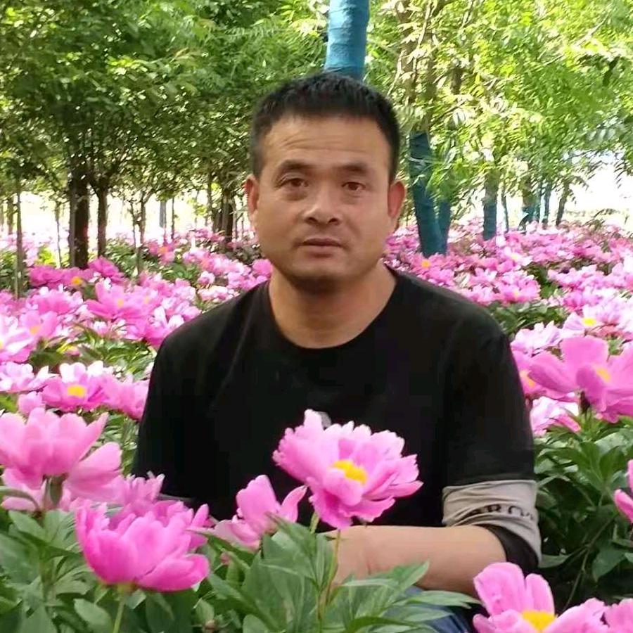 赵武刚苗木大叶黄杨基地