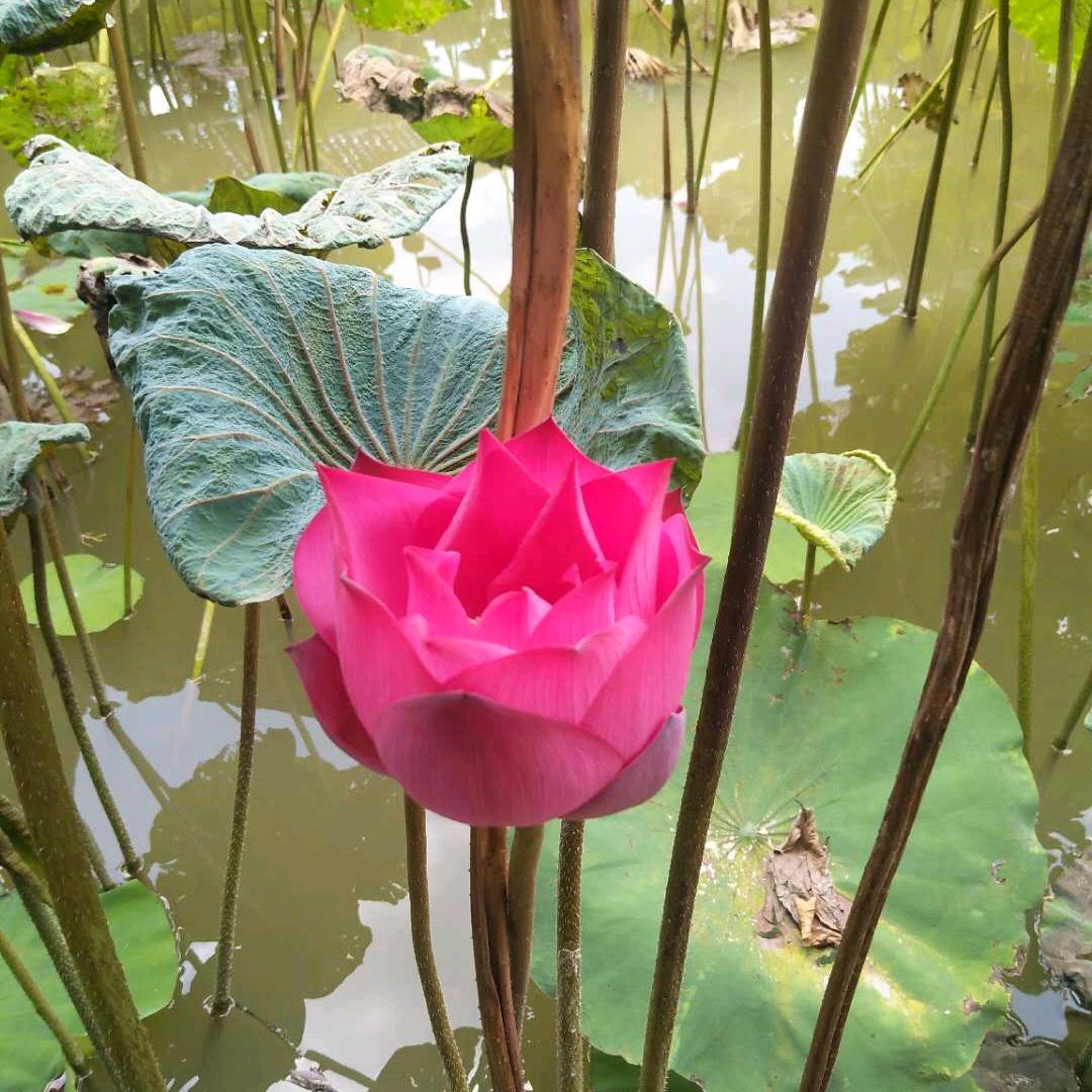 追梦人🧚🏻‍♂️