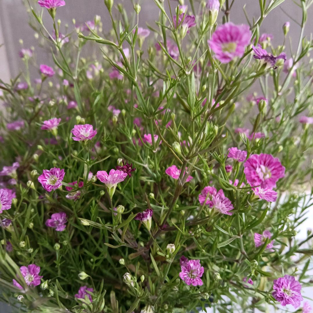 春暖花开三月天
