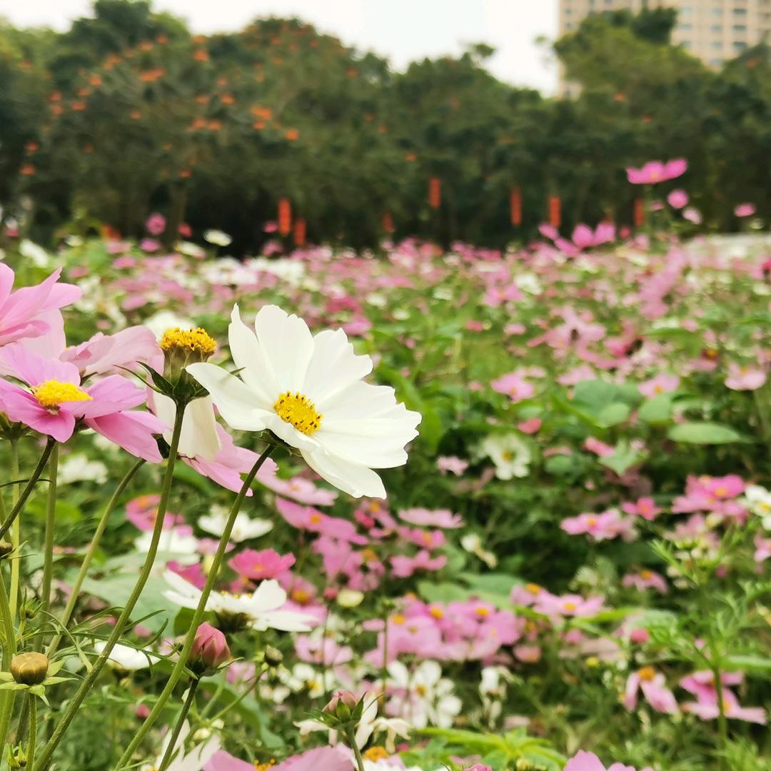 碧海银沙(湛江)