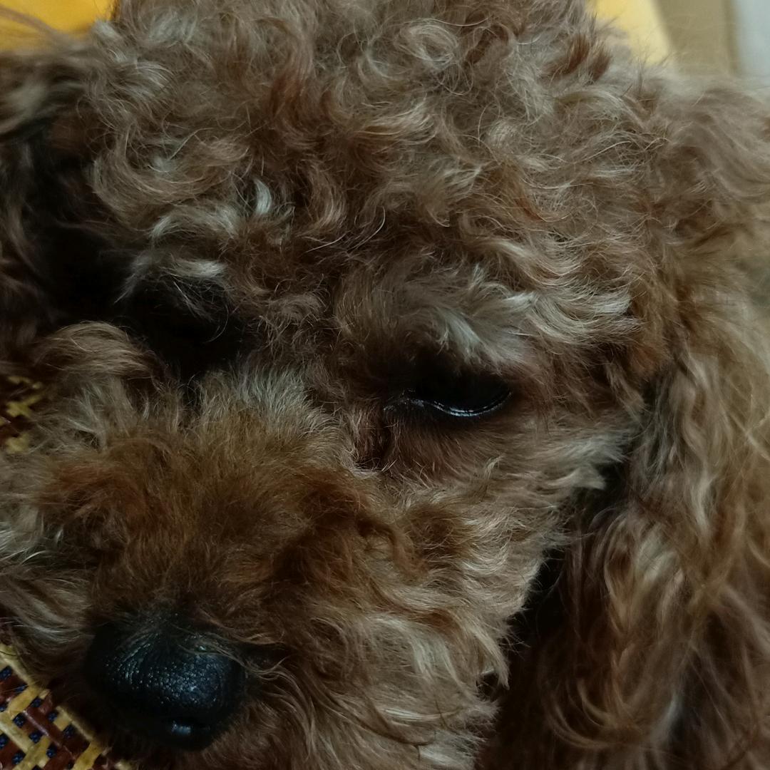 丽人