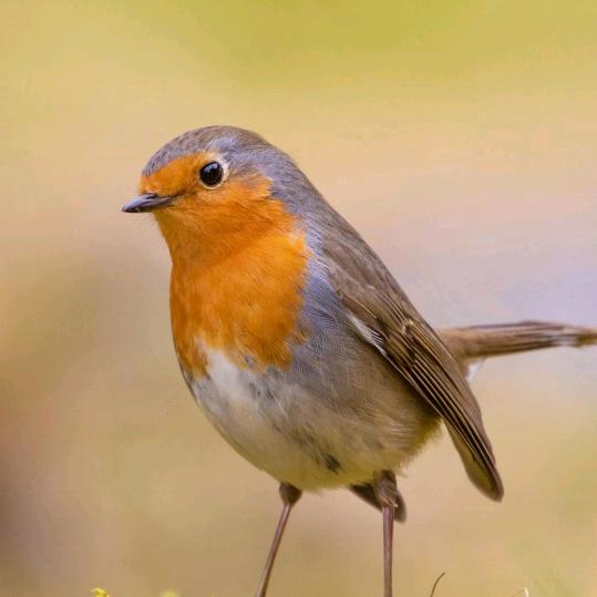 👍👍👍👏👏👏👏