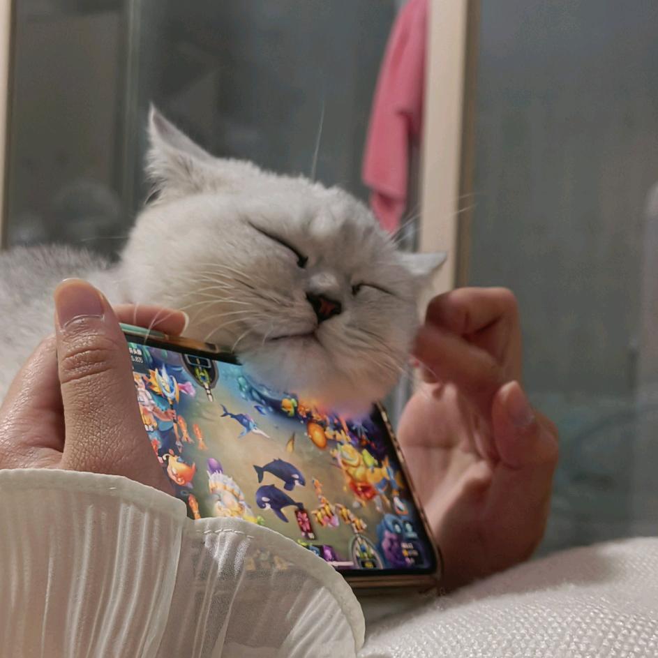 🐱五花肉🐈