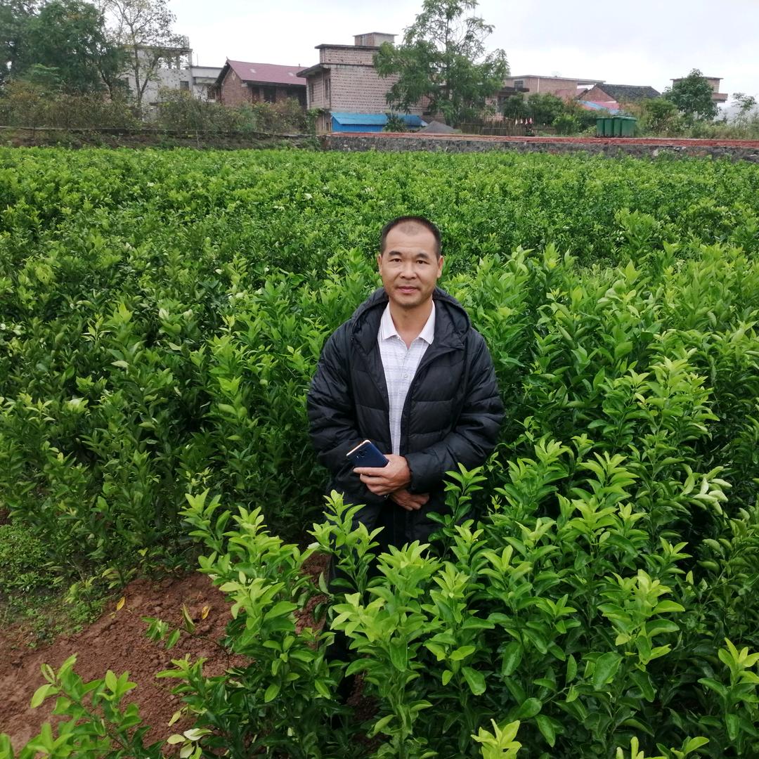 湘艳果树苗木专营店