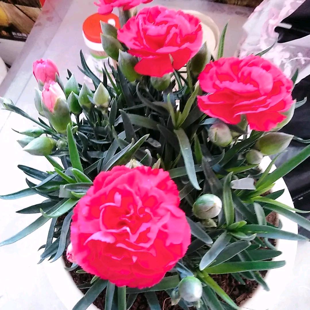 明天会更好⛄️