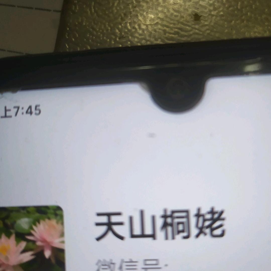 天山桐姥