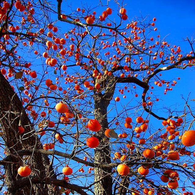 🍊橙子🍊
