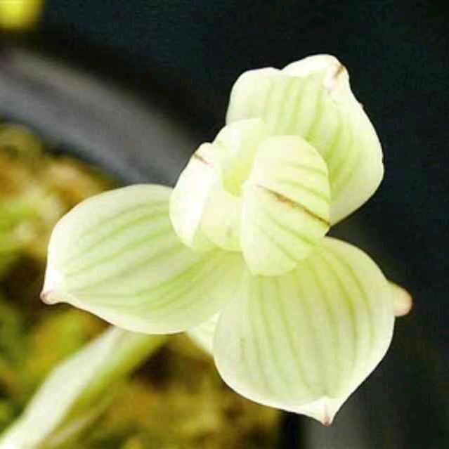 幽兰飘香王文松