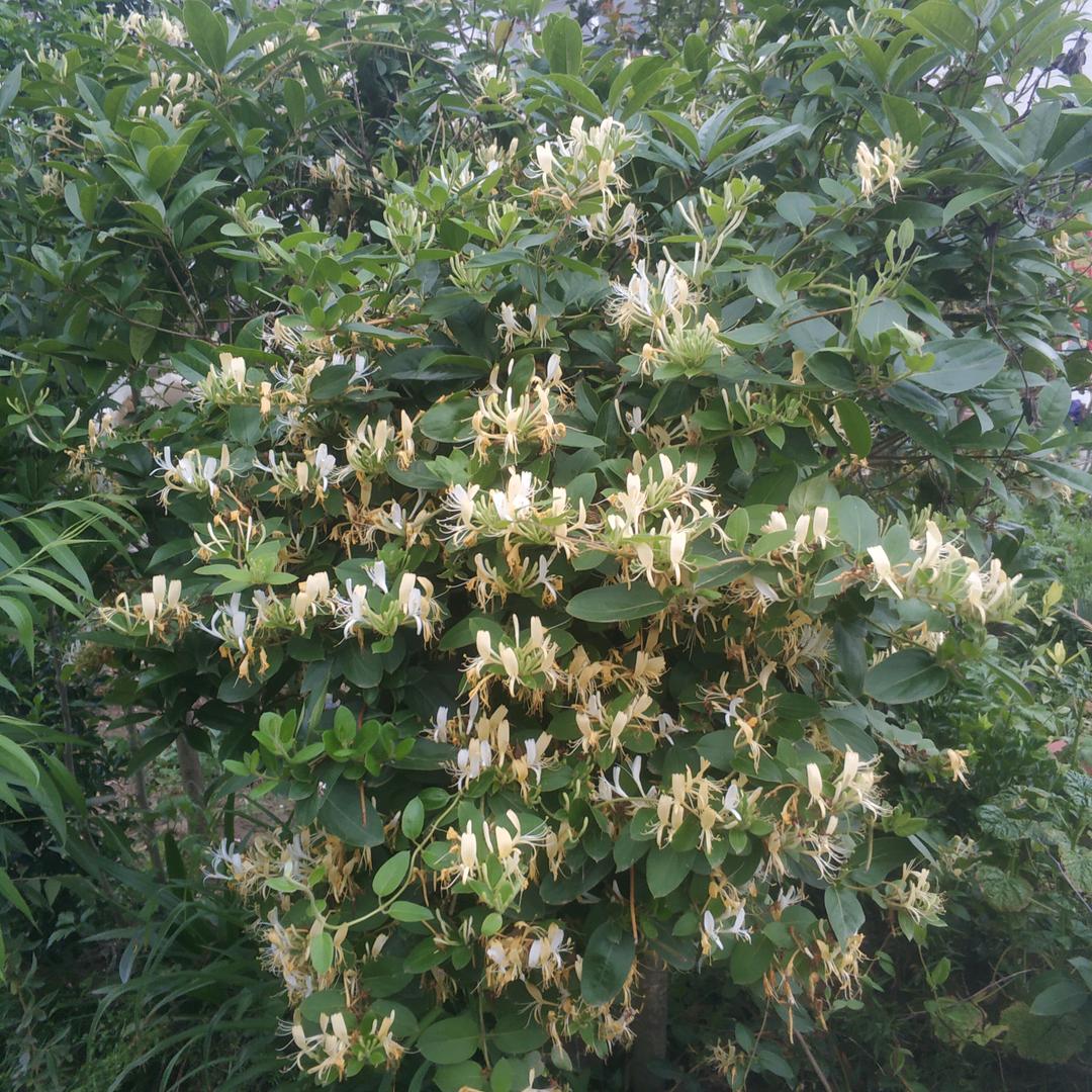 欢乐虎<<手机摄影>>