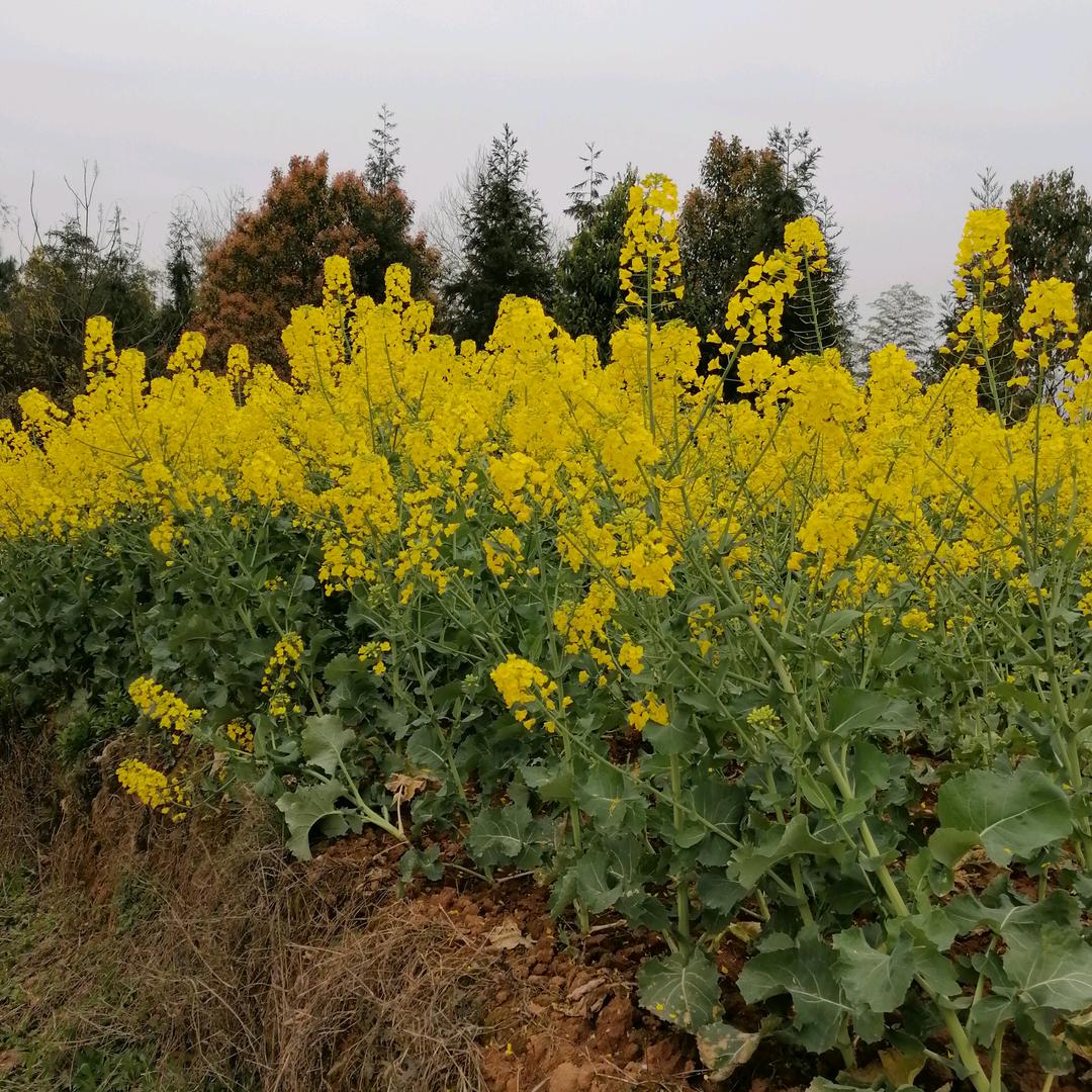 小李