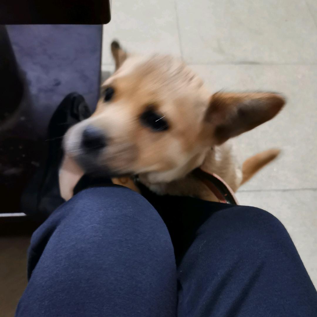 小灰灰