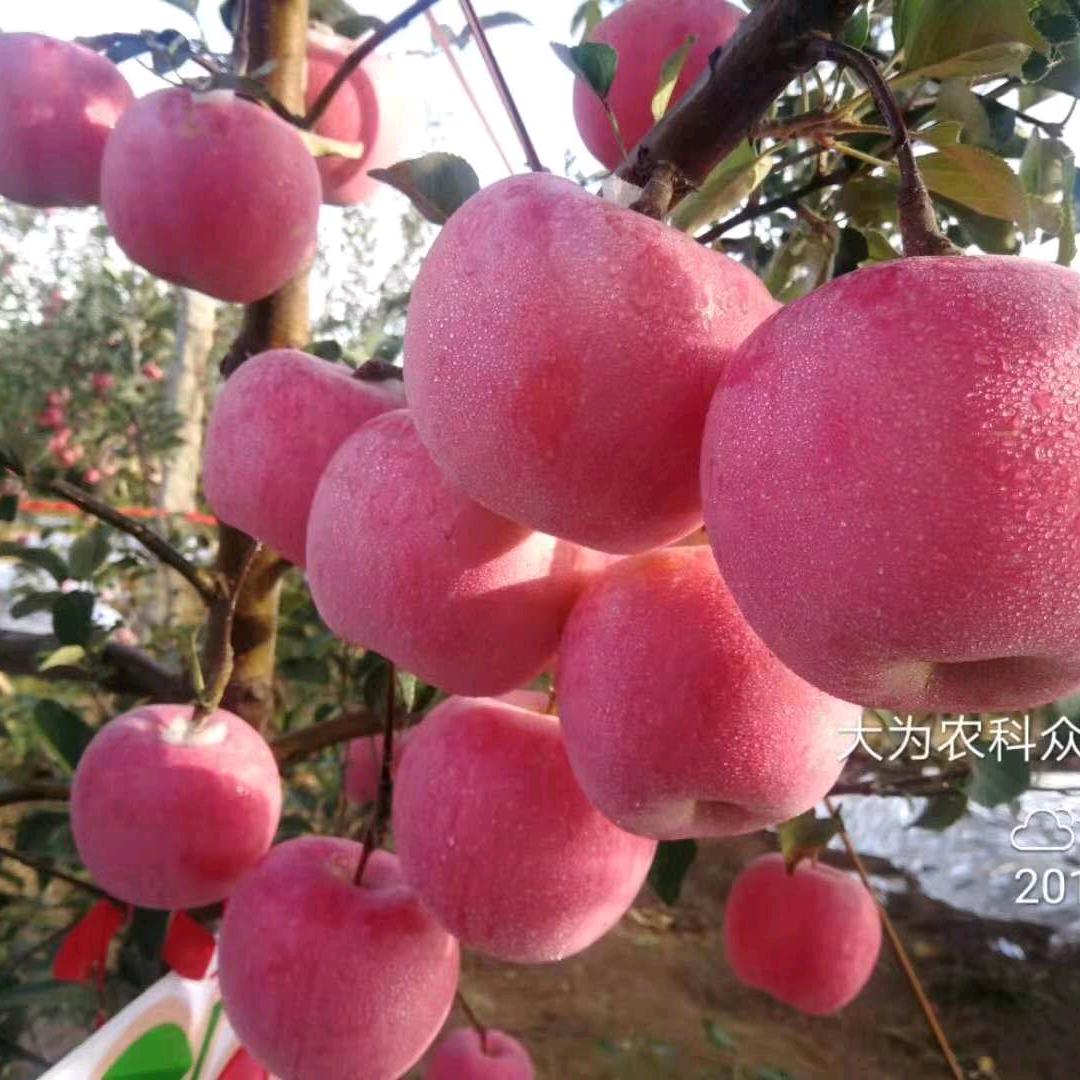 山西特产冰糖心苹果