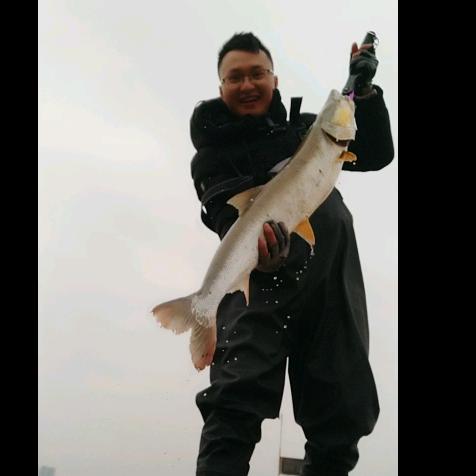 杆常断（小白条）