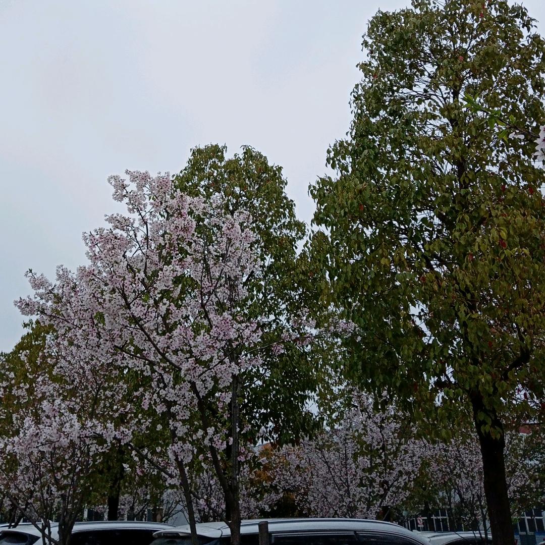 晨曦