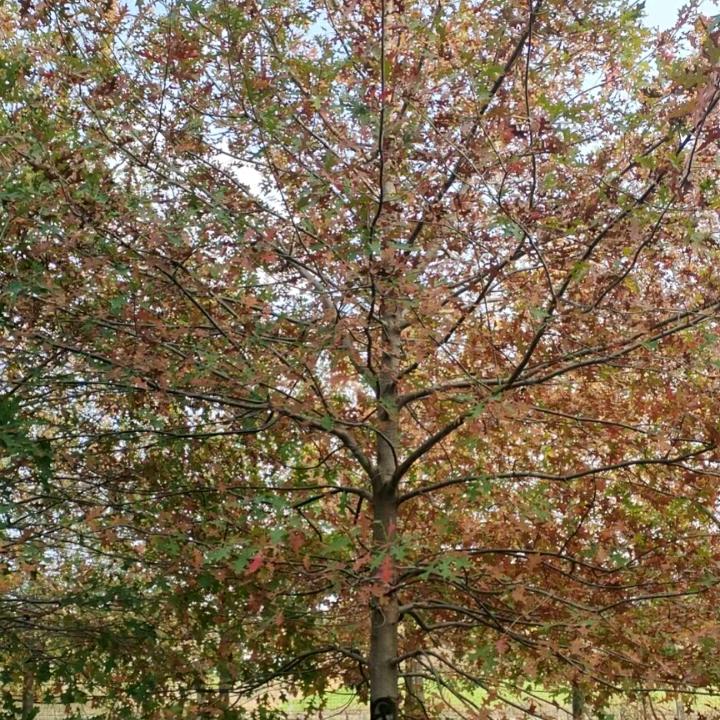 家和万事兴_1931