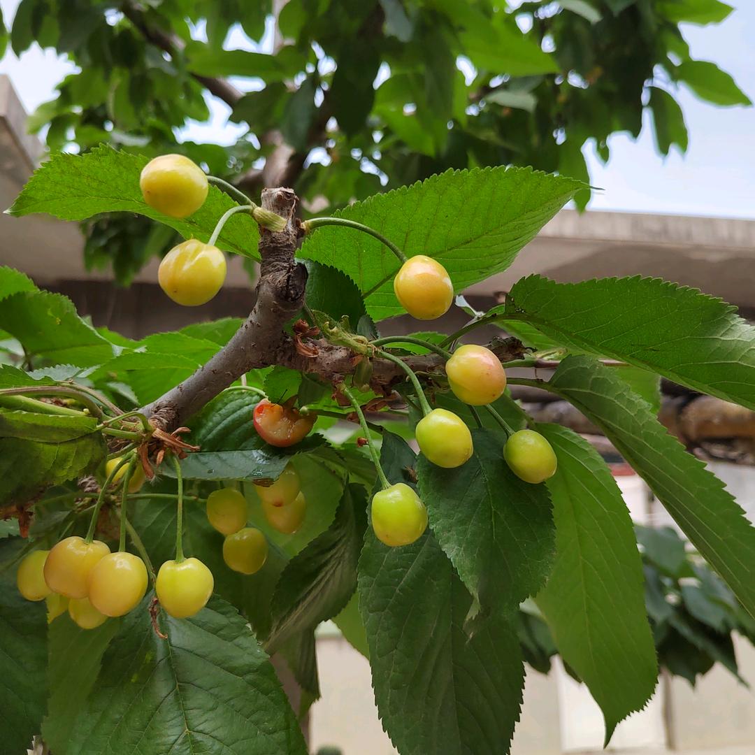 明天会更好