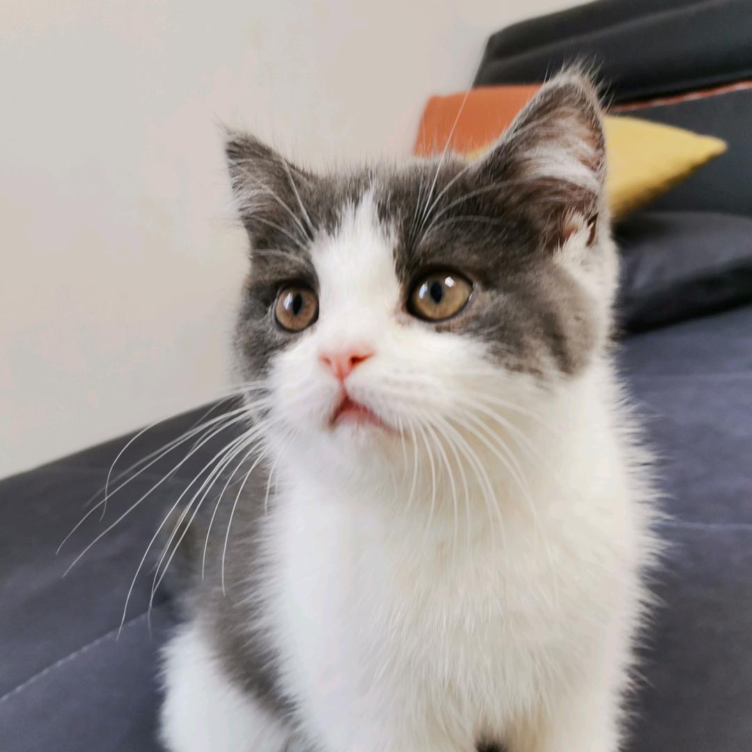 猫公子 🪳