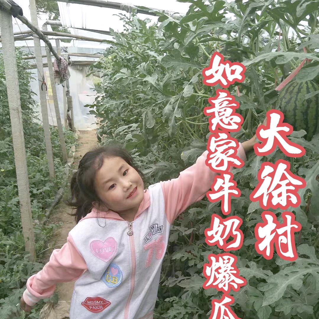 漯河大徐牛奶爆瓜小糖丸蔬菜_代办《诚信第