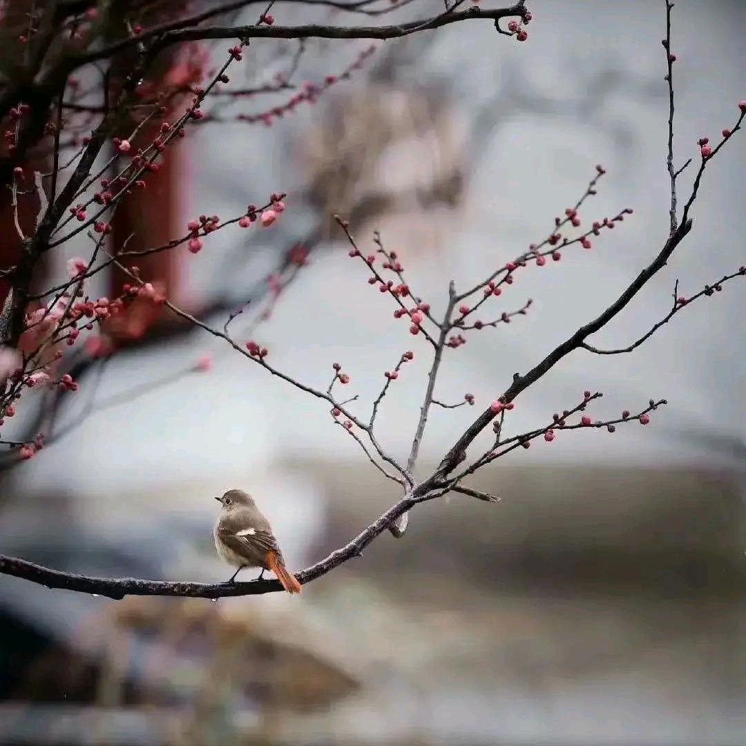 一只向往优雅枝头的小小鸟