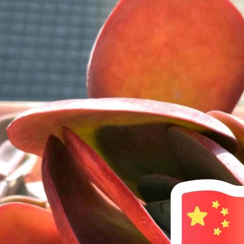 唐印