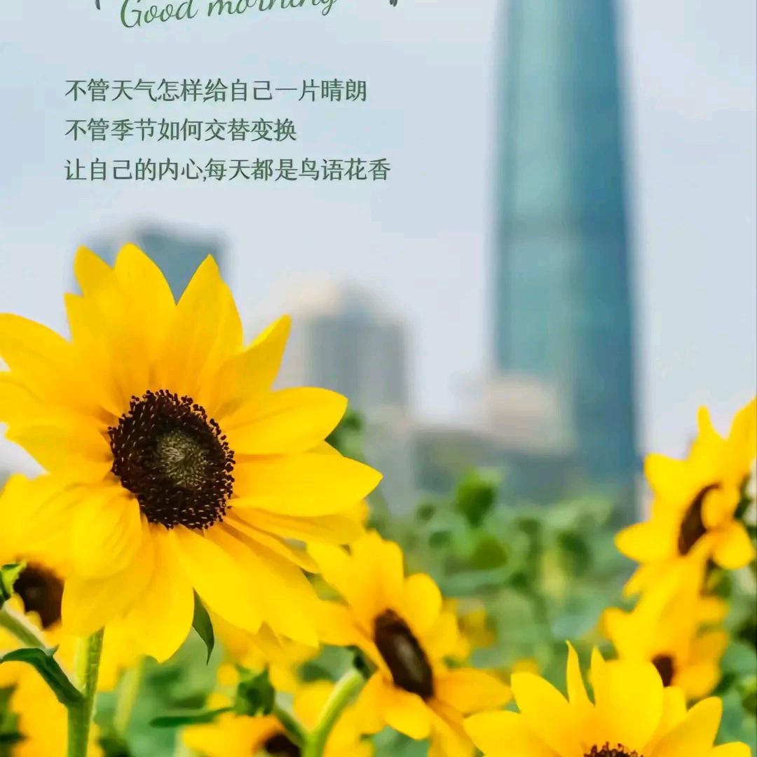 淡雅倾心