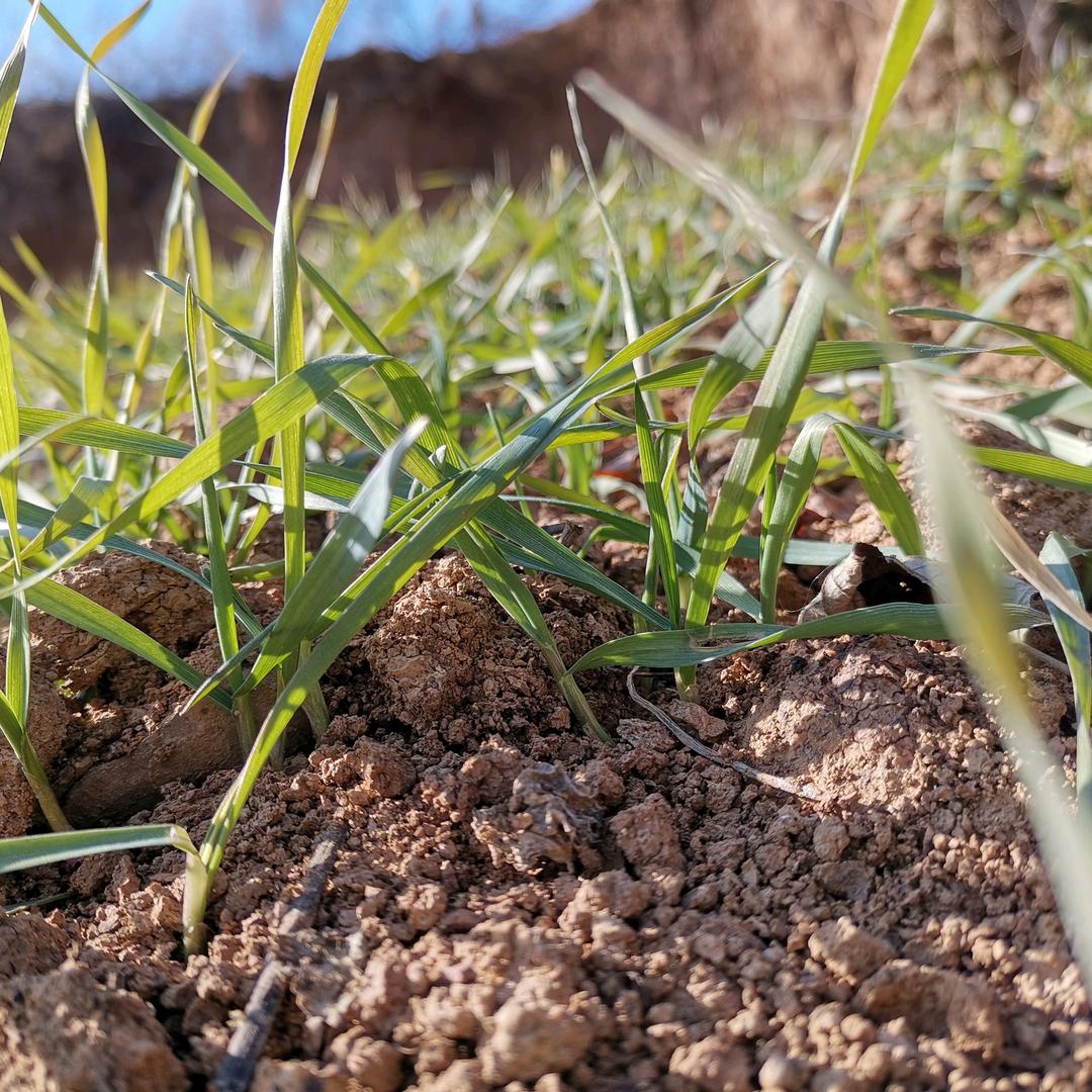 小狐狸的冰冰碎