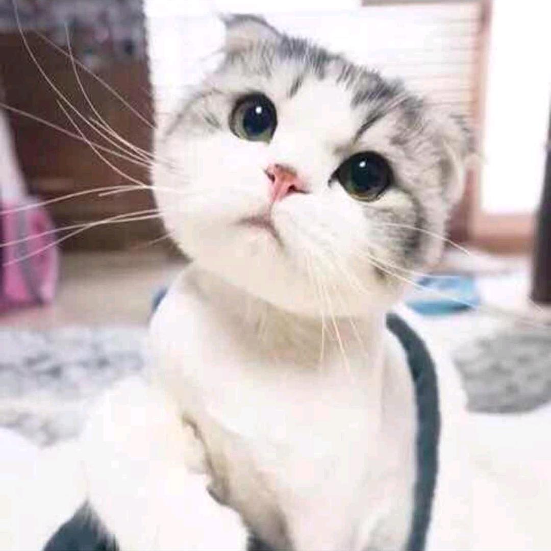 你不就是小饼脸😡😅