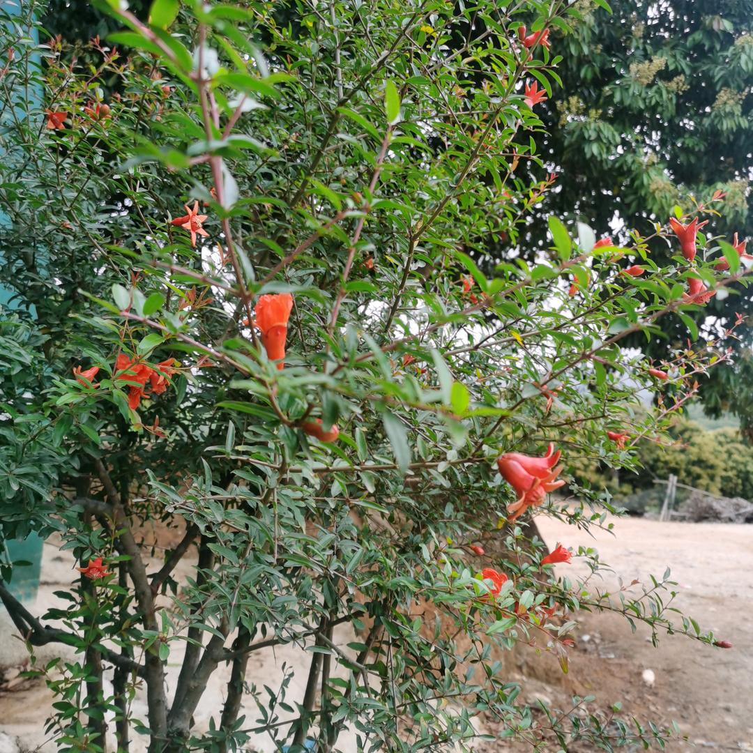 旺财笑口常开好运自然来