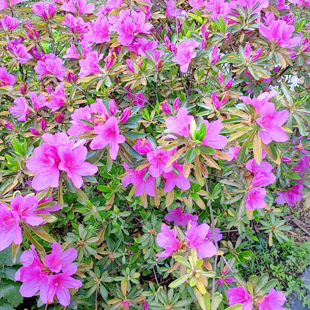 幸福