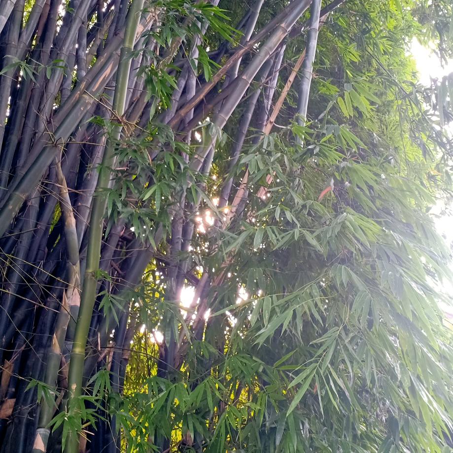 朱启芳