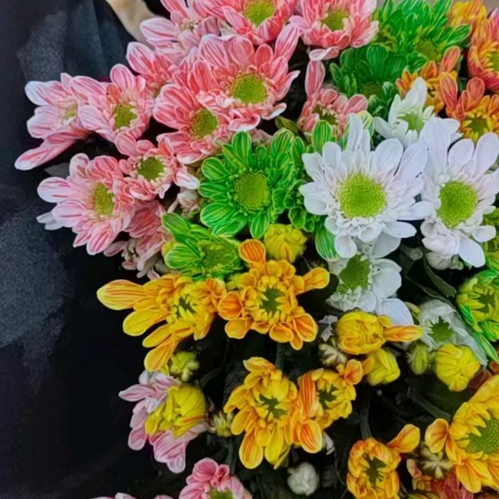 小菊（何）