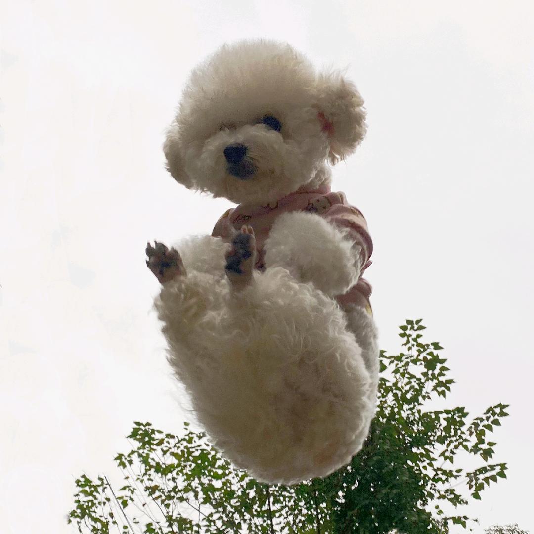 德福巷大胆的葵花