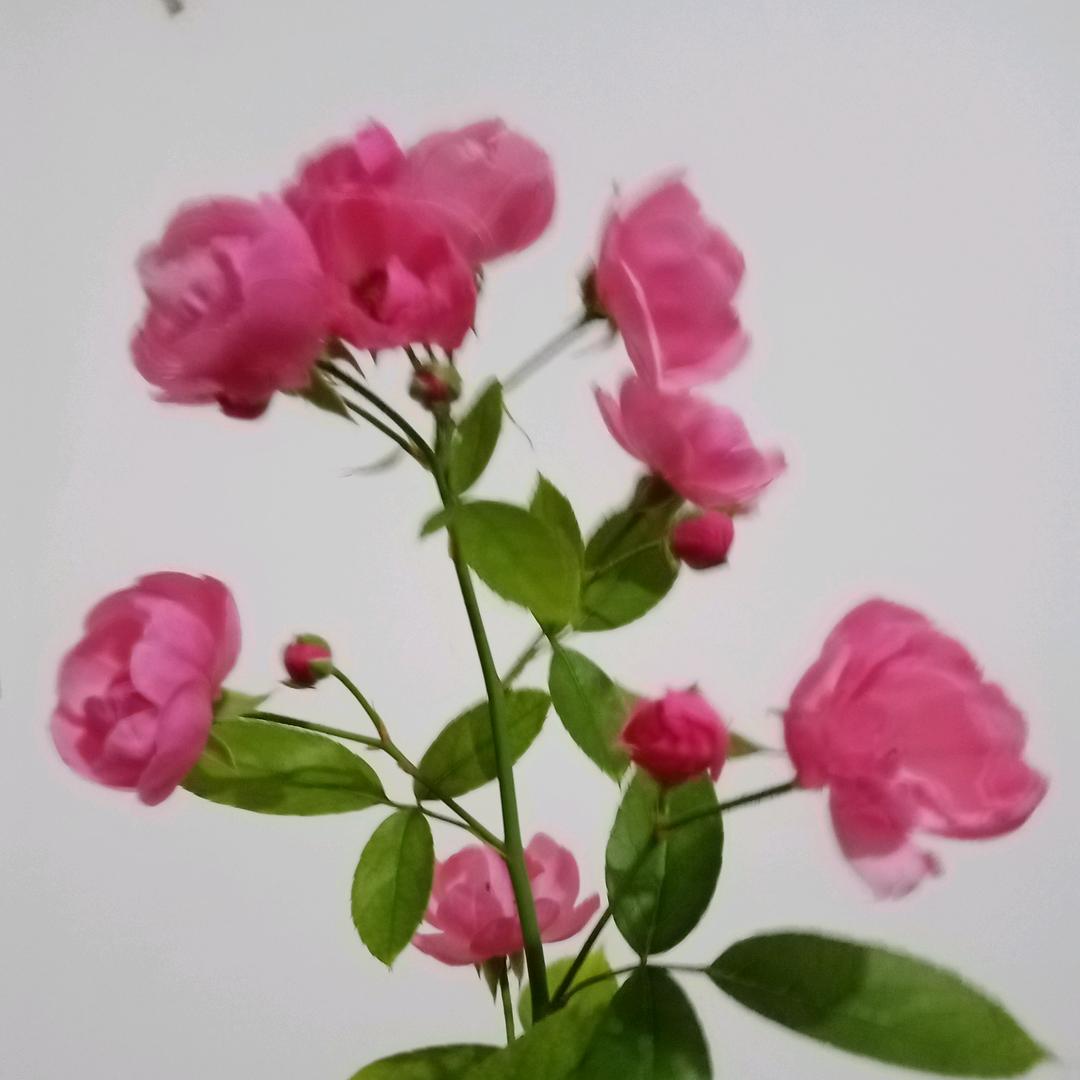 幸福像花儿一样(拒↖丶~丶….\：？！\