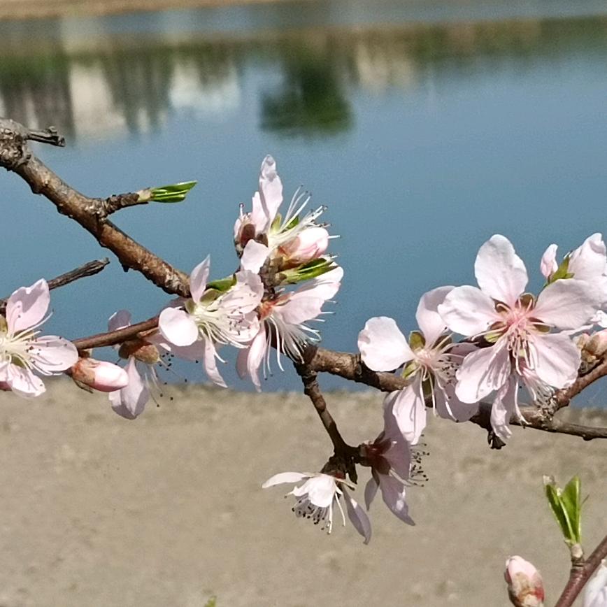 棒棒橙子头像
