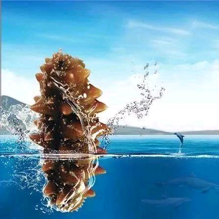 天悦湾海洋海参专卖店