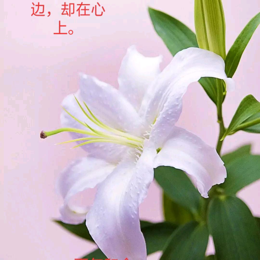 百合