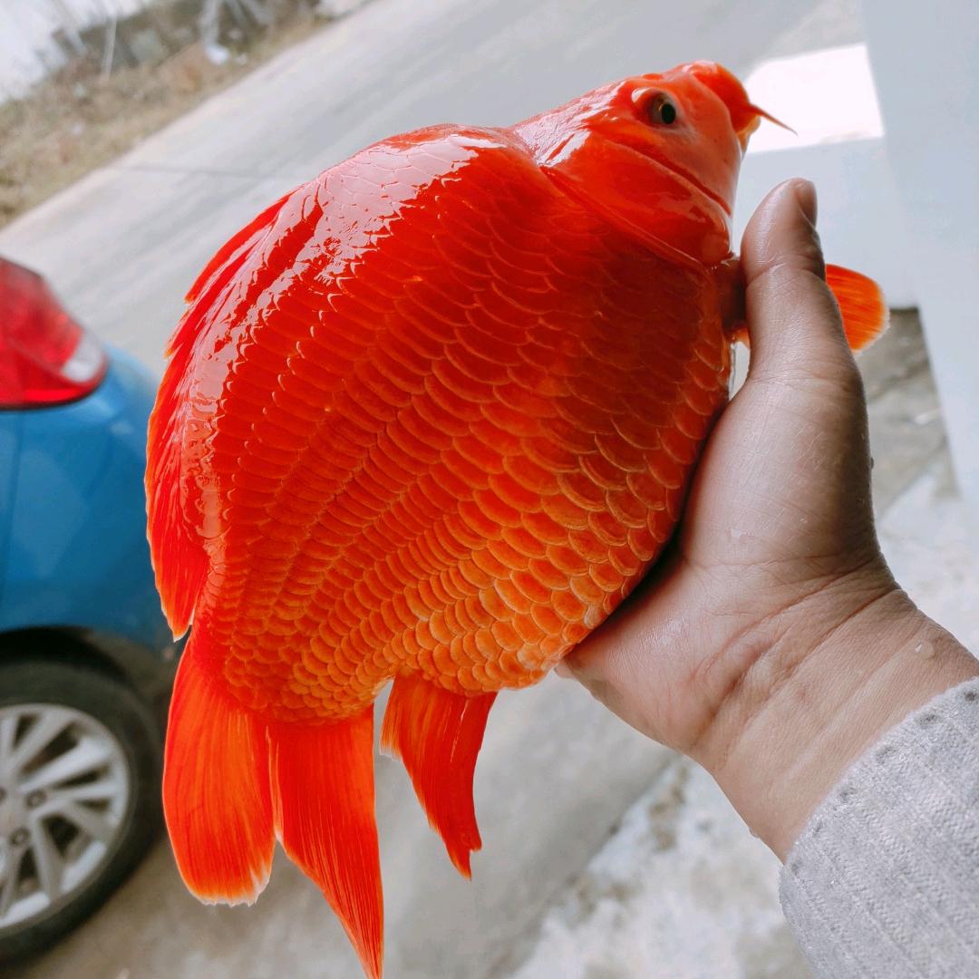 婺源荷包红鲤鱼方姐店