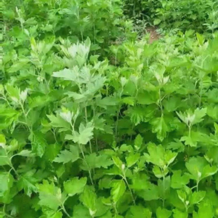 抖音郭哥助农进行中