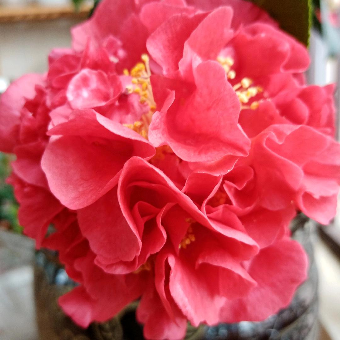山茶花～