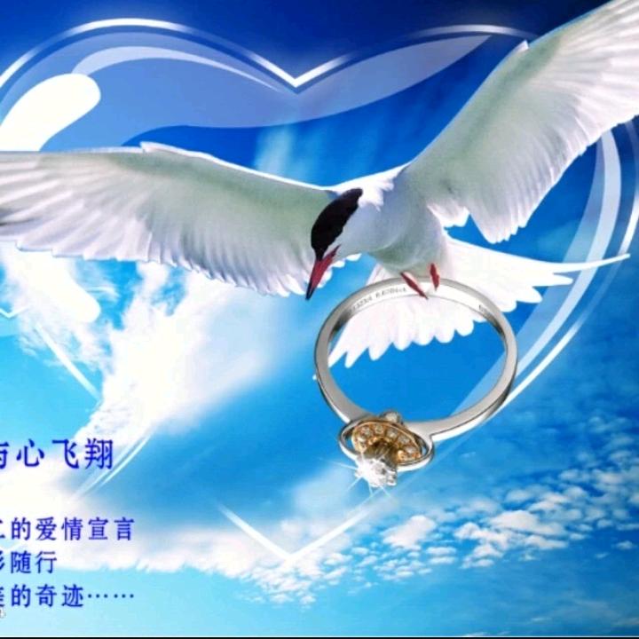 我心飞翔
